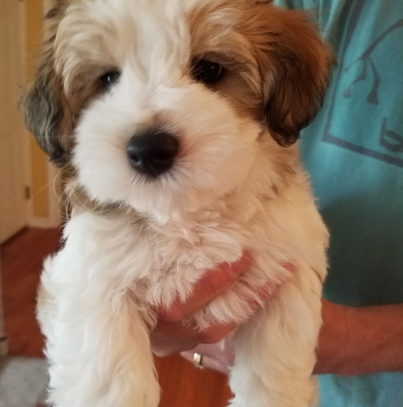 Meet your Posher, Suzanne - Picture 1 of 1